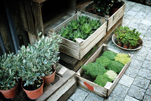 Idées pour embellir sa terrasse jardinières