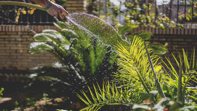 Idées pour aménager l'extérieur plantes